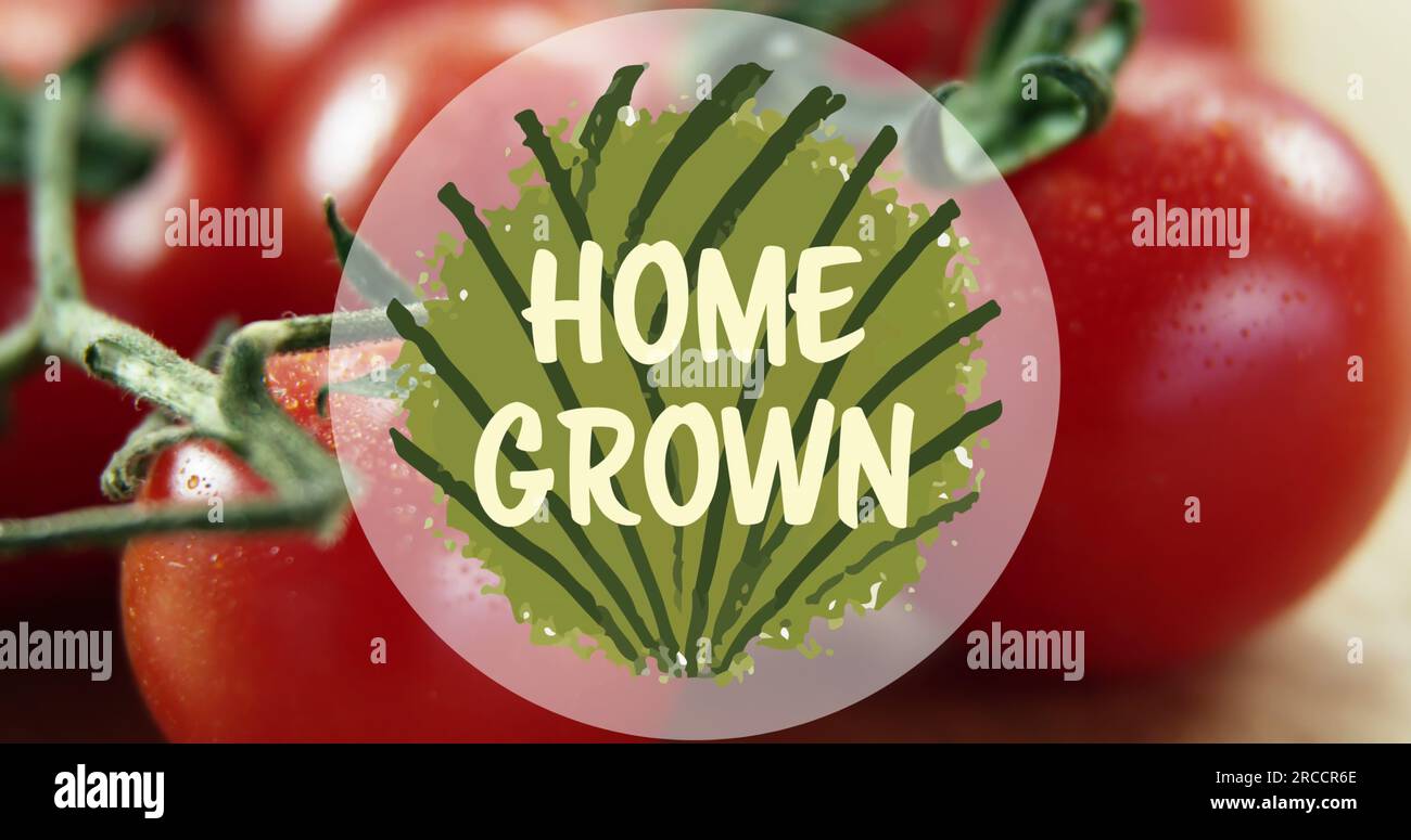 Composite of home grown text over tomatoes Stock Photo Alamy