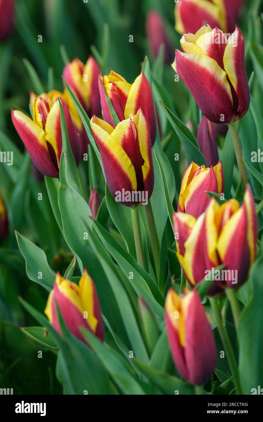 Tulip Gavota, tulipa Gavota, dark mahogany-red, tulip with a cream and lemon edge Stock Photo