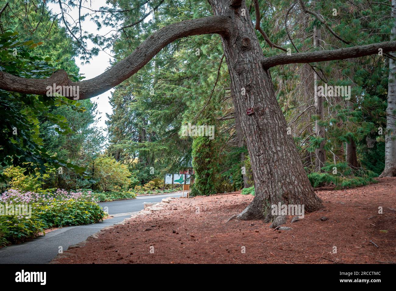 Beautiful pine trees in the Royal Tasmanian Botanical Gardens in Hobart, Tasmania, Australia Stock Photo