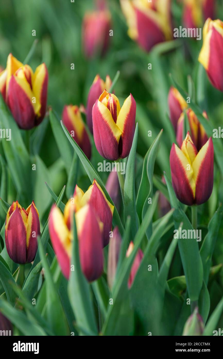 Tulip Gavota, tulipa Gavota, dark mahogany-red, tulip with a cream and lemon edge Stock Photo