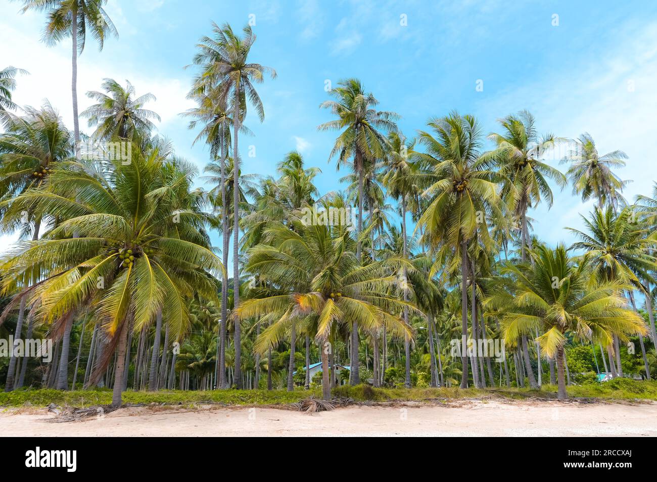 Line of tall tree hi-res stock photography and images - Alamy