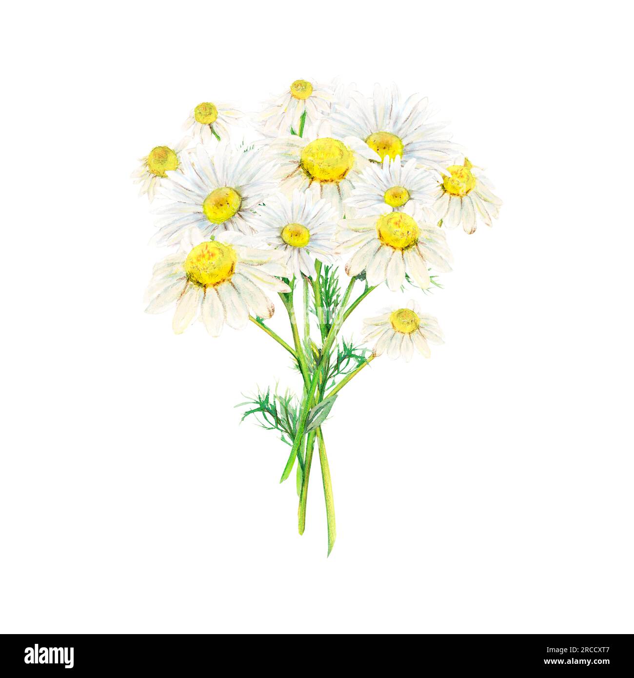 Field camomile bouquet hand-drawn. Watercolor floral illustration of ...