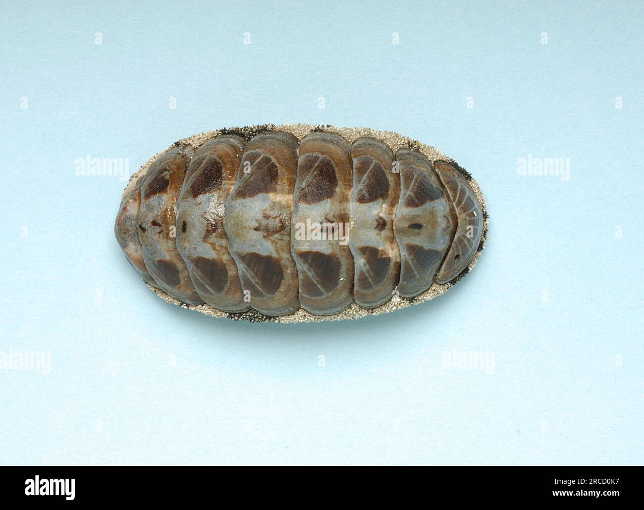 Acanthopleura vaillantii, Chitonidae Stock Photo