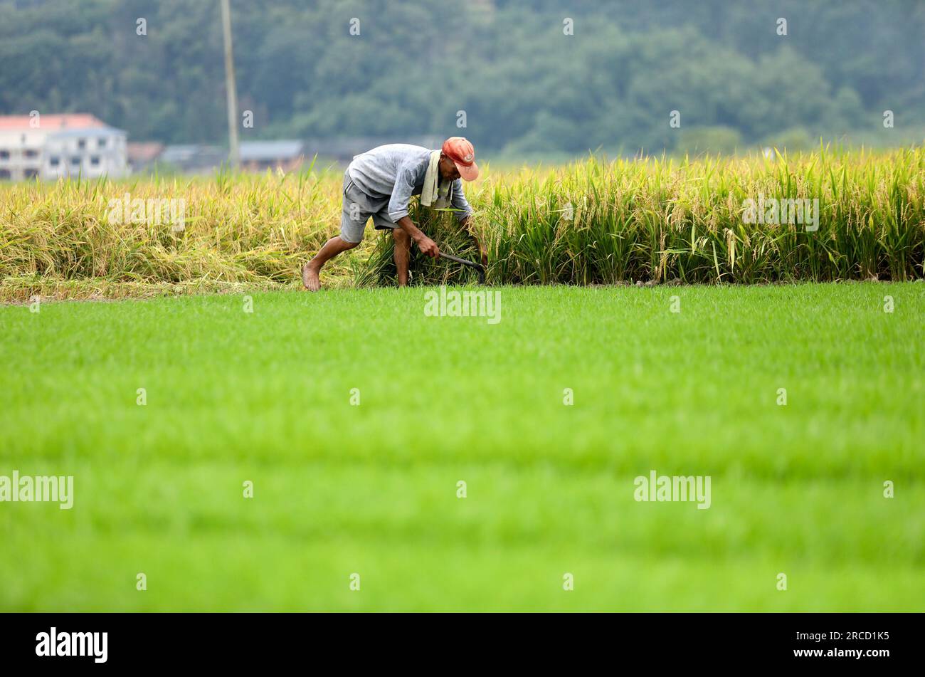 Early Rice Farming Early rice field hi-res stock photography and images - Alamy