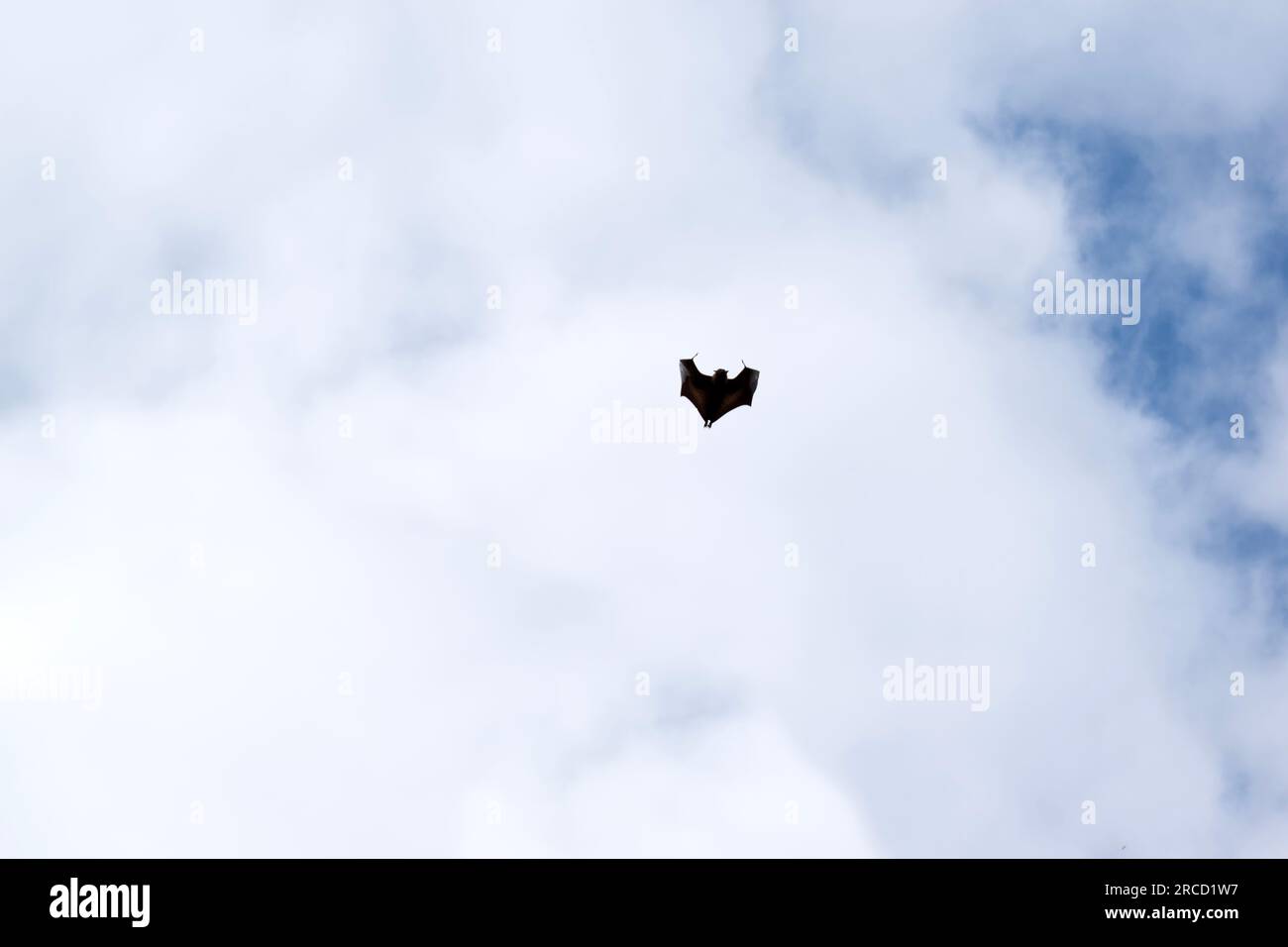 Bats are the only mammals that can fly. Instead of arms or hands, they ...
