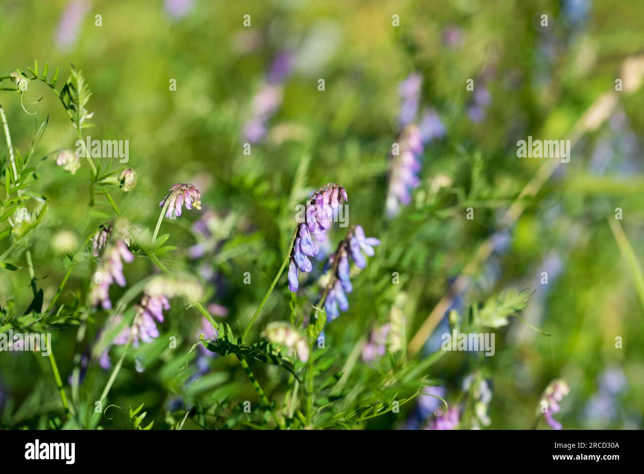Vicia villosa, hairy vetch violet meadow flowers closeup selective focus Stock Photo
