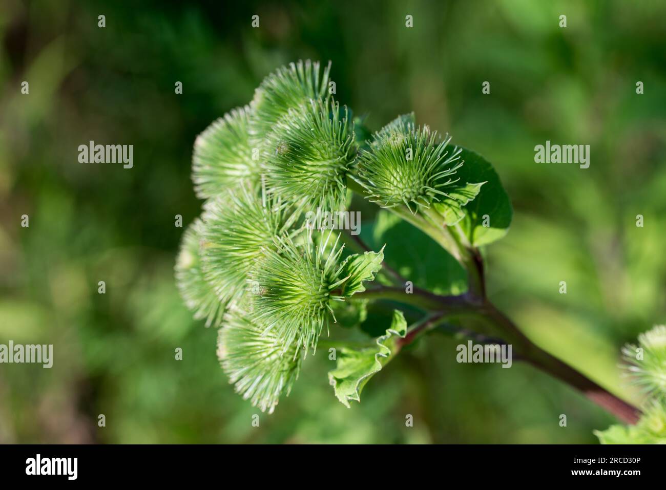 Arctium lappa,  greater burdock green burrs in meadow closeup selective focus Stock Photo