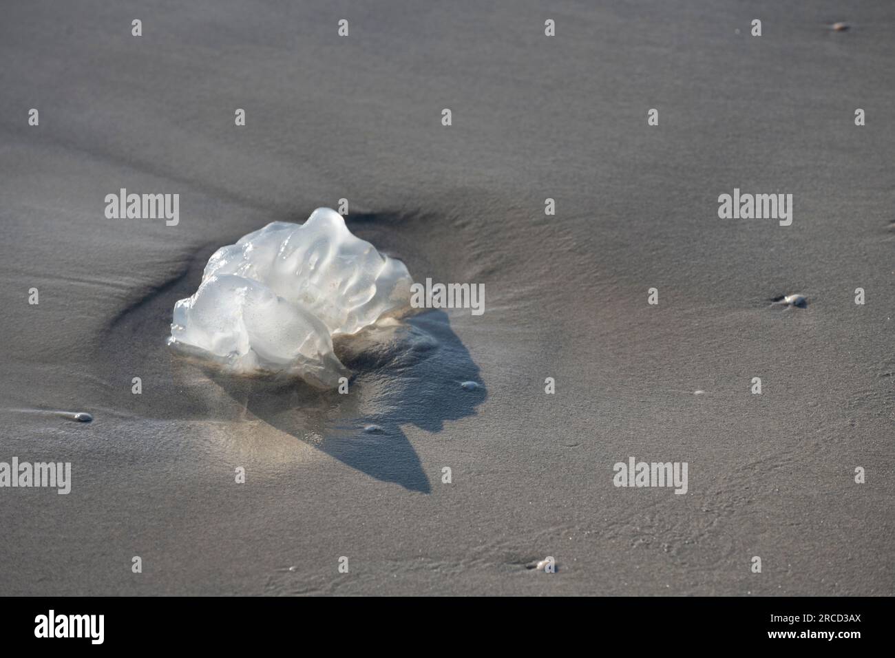 Jellyfish washed onto the beach. Photographed on the Mediterranean Sea at Maagan Michael, Israel Stock Photo
