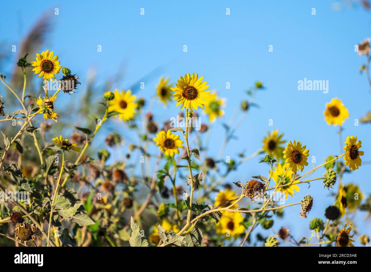 Osteospermum Yellow Daisy bush aka daisybushes or African daisies. with blue sky background Stock Photo