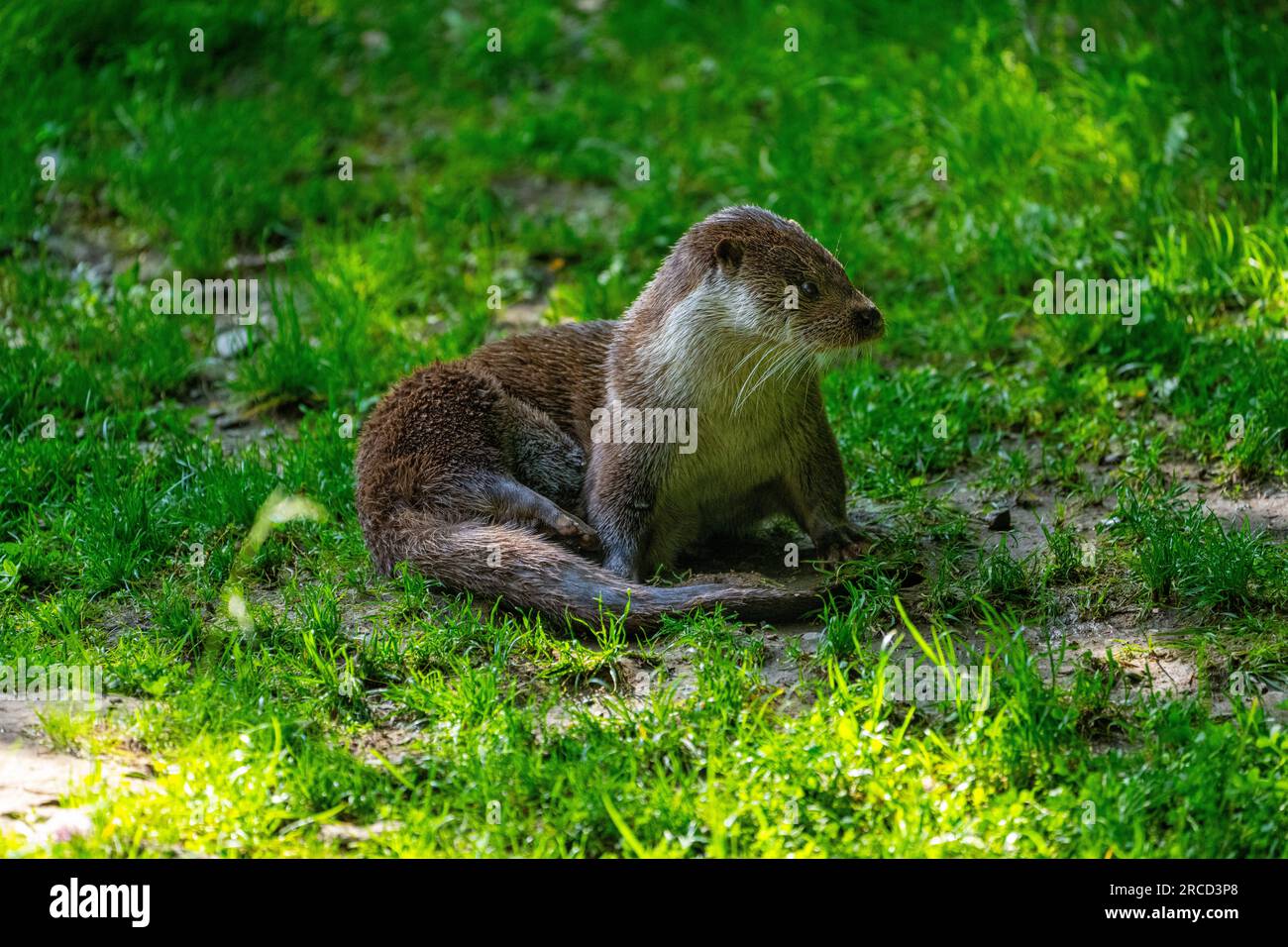 European otter (Lutra lutra) on the bank of a pond European otters are found in parts of Asia and Africa as well as across Europe. They inhabit freshw Stock Photo