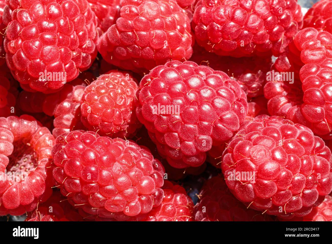 Raspberries in close up. A generic shot larger than life Stock Photo ...