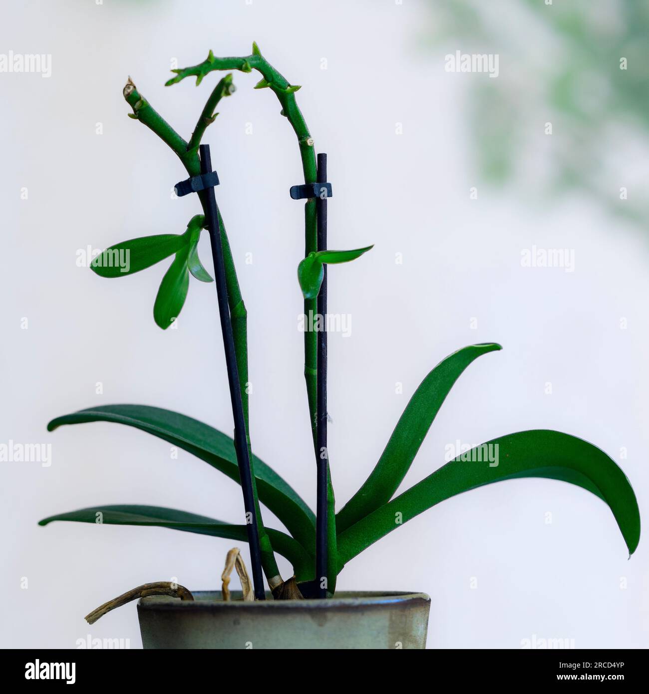 Orchid Flower Stem Propagation grow on the flower stem after the flowers have dried out Stock Photo