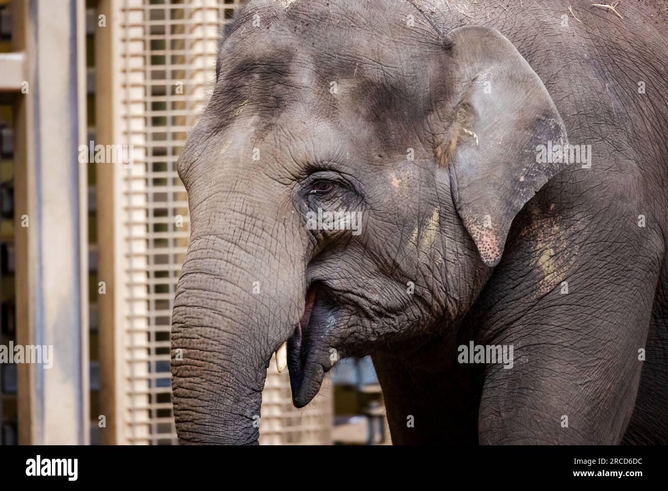 A closeup portrait of a grey elephant in a zoo in Belgium. The large mammal animal is looking happy and has an open mouth. Stock Photo