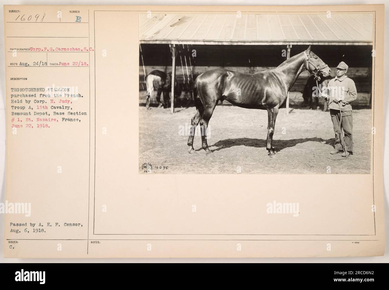 Corporal H. Judy from Troop A, 15th Cavalry, at the Remount Depot in Base Section #1, St. Nasaire, France, holds a Thoroughbred Stallion purchased from the French on June 22, 1918. The photograph, taken by Corp. F. G. Carnochan, was received on August 24, 1918, and passed by the A. E. P. Censor on August 6, 1918. The image is numbered 16098 and is 20.5 in size. Stock Photo