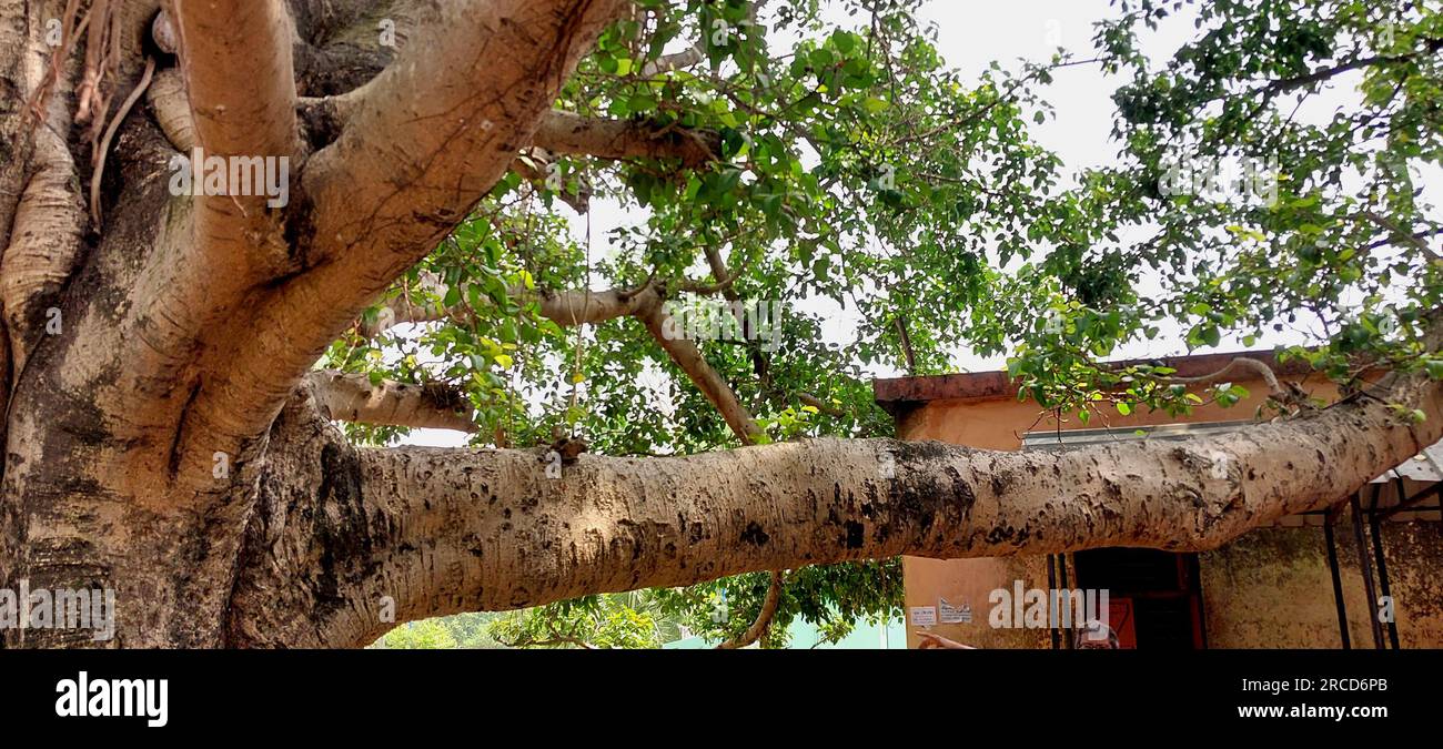 The roots of a large banyan tree spread down Stock Photo - Alamy