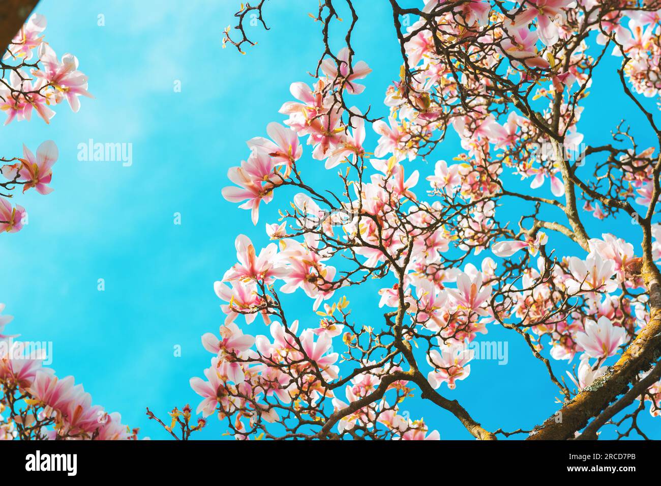 Blossoming of magnolia flowers in spring time against bright blue sky ...