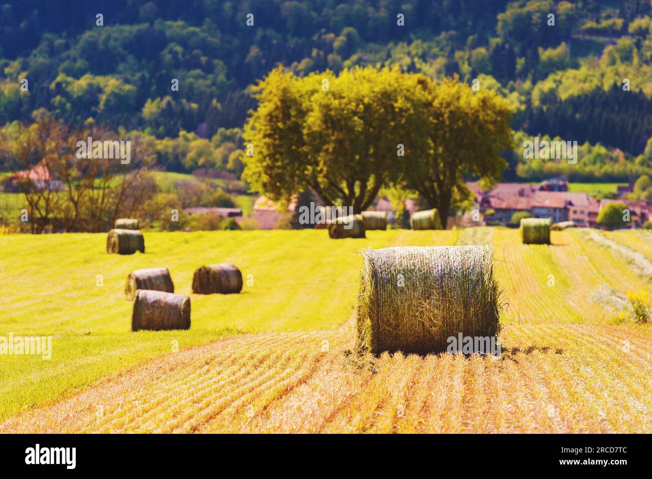 Summer farm scenery with haystacks in the field. Agriculture concept ...
