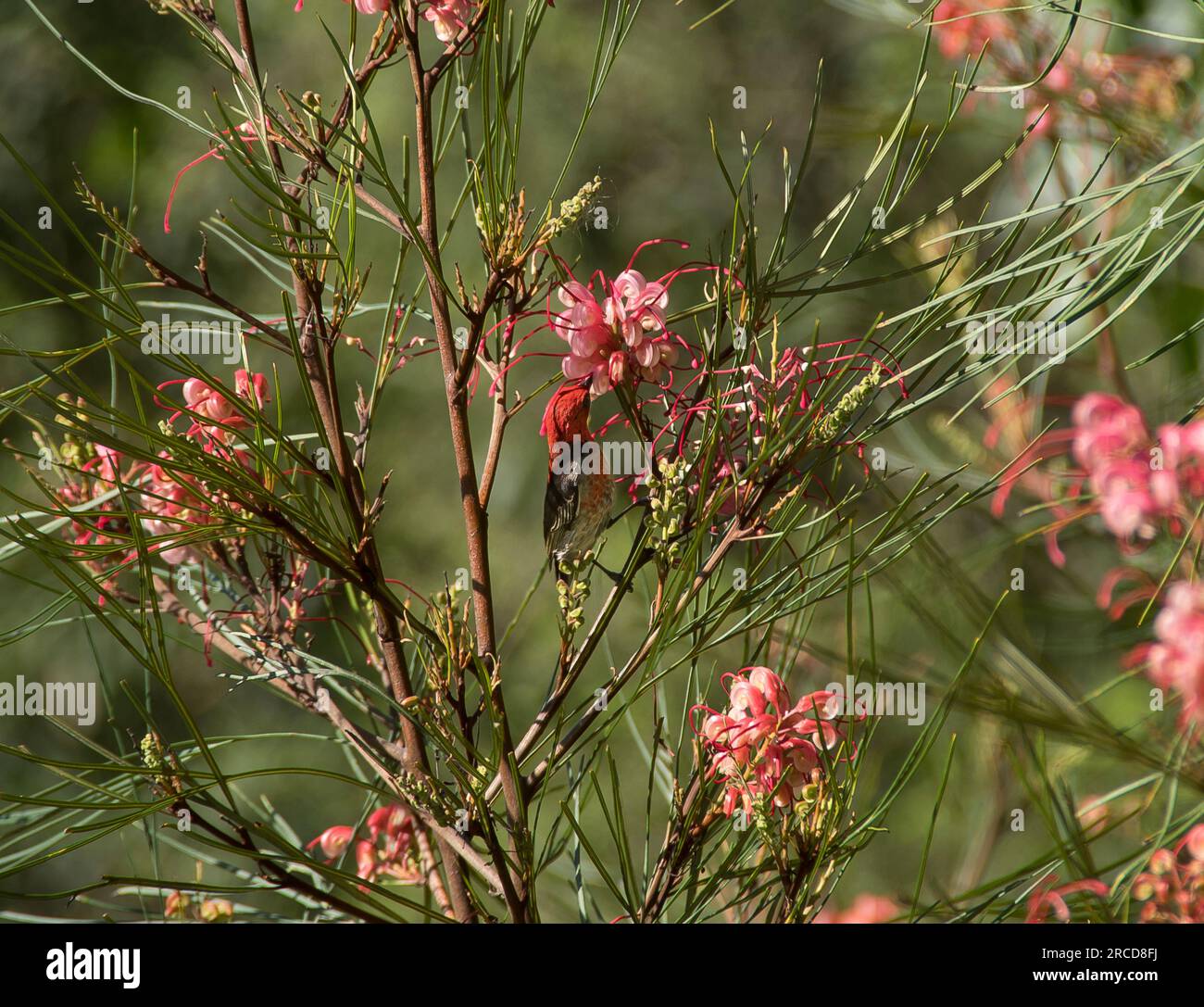 Tiny Australian male Scarlet Honeyeater, Myzomela sanguinolenta, perched in grevillea bush with pink flowers and green foliage. Queensland, spring. Stock Photo