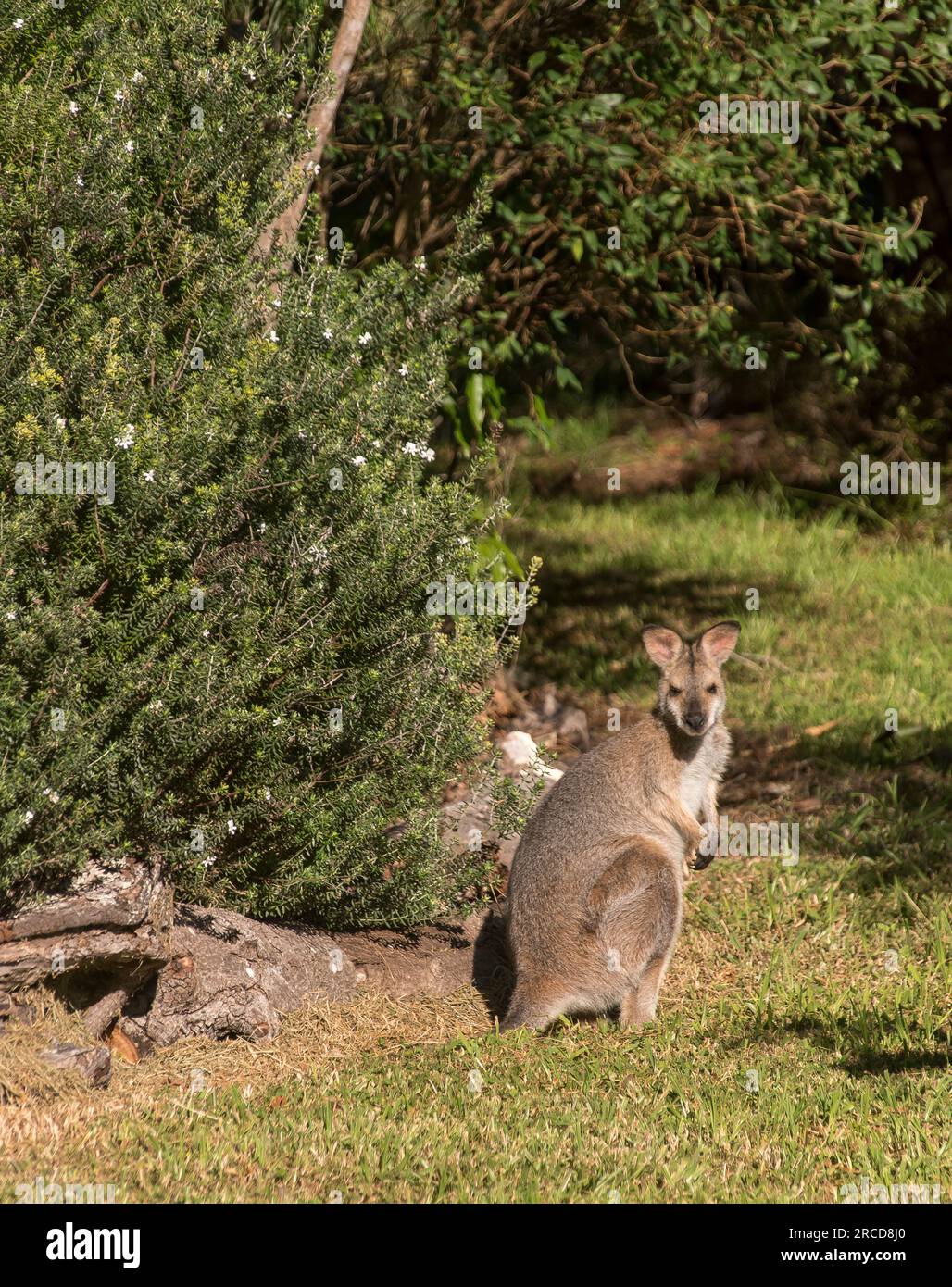Young, wild red-necked wallaby, Macropus rufogriseus, in private Australian garden, next to Westringia shrub with tiny white flowers. Watching. Stock Photo