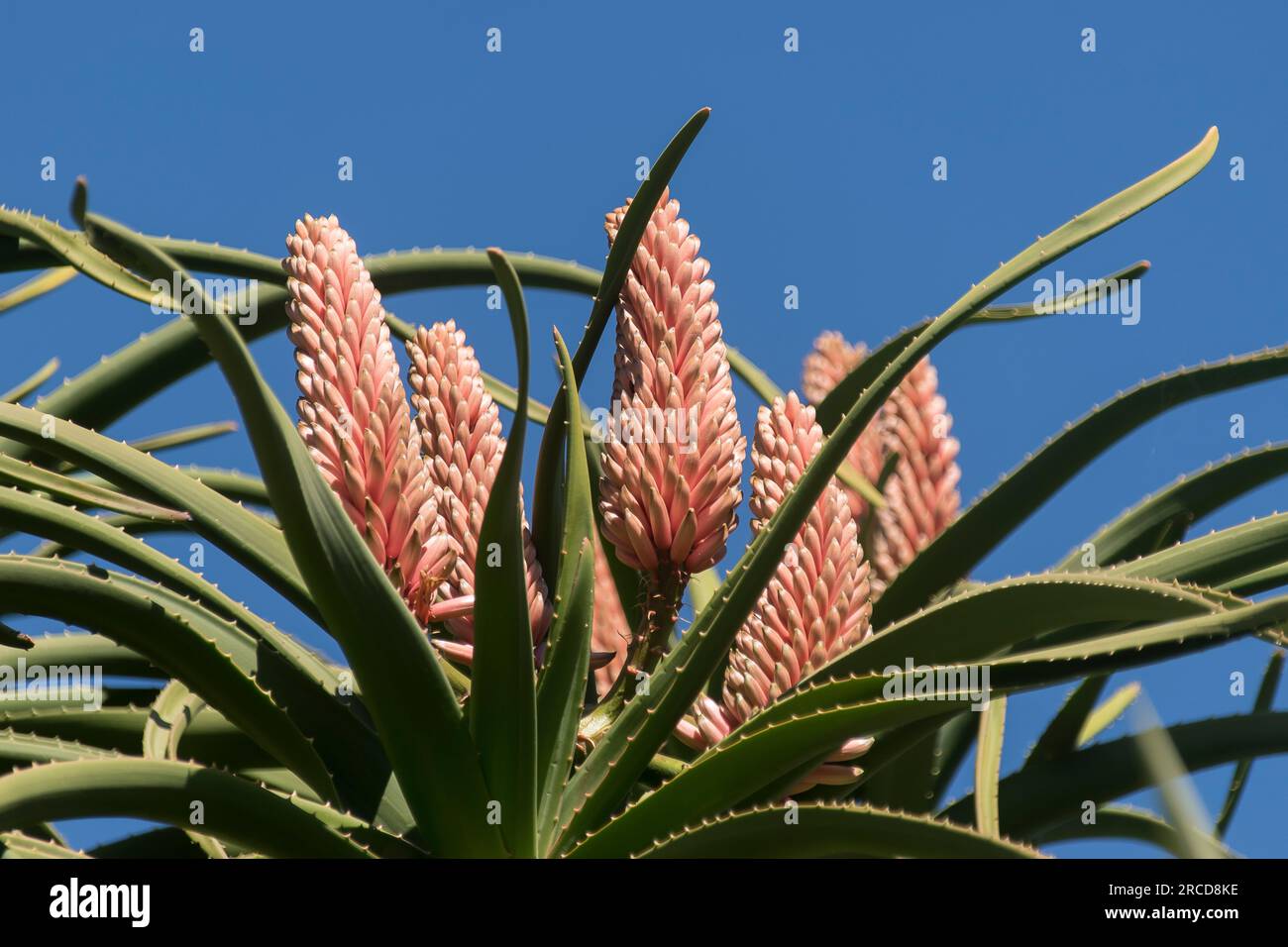 Large salmon pink tubular flowers of Aloe Barberae, tree aloe, native to South Africa, growing in sub-tropical Australian garden in Queensland. Winter Stock Photo