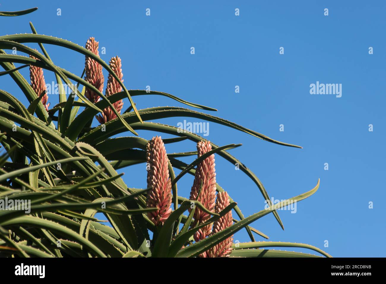 Large salmon pink tubular flowers of Aloe Barberae, tree aloe, native to South Africa, growing in sub-tropical Australian garden in Queensland. Winter Stock Photo