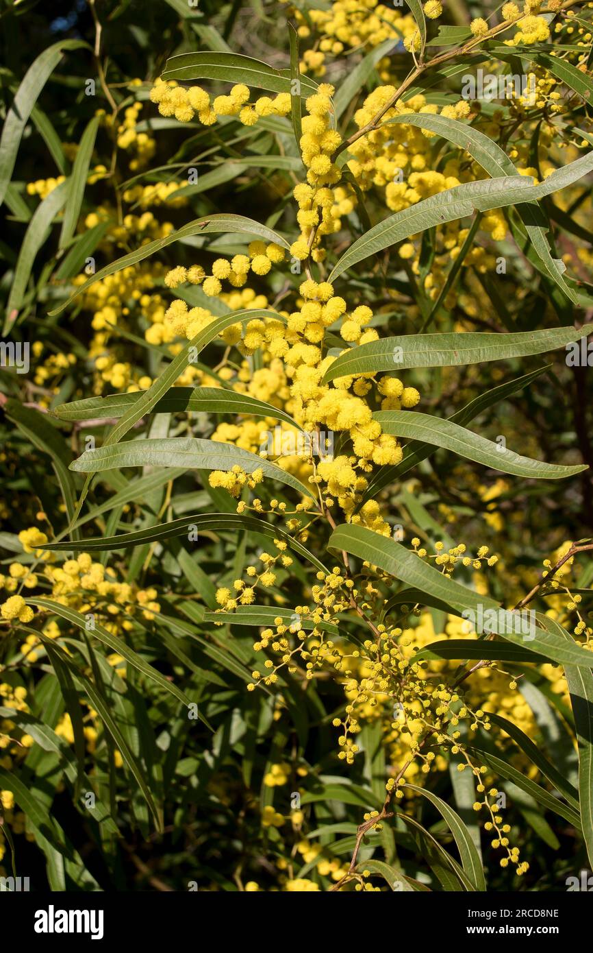 Close-up of Australian native Acacia macradenia, zig-zag wattle. Hundreds of bright yellow, fragrant, ball flowers. Queensland garden in winter. Stock Photo