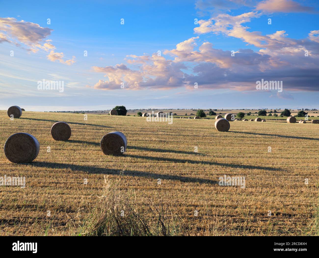Rural landscape: straw bale in harvested corn fields in Apulia region, Italy. View of Alta Murgia National Park. Stock Photo