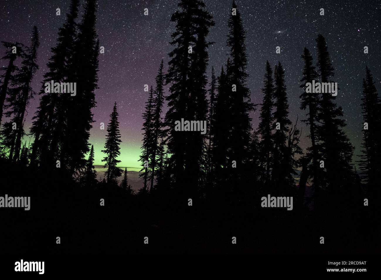 Starry night sky forest hi-res stock photography and images - Alamy