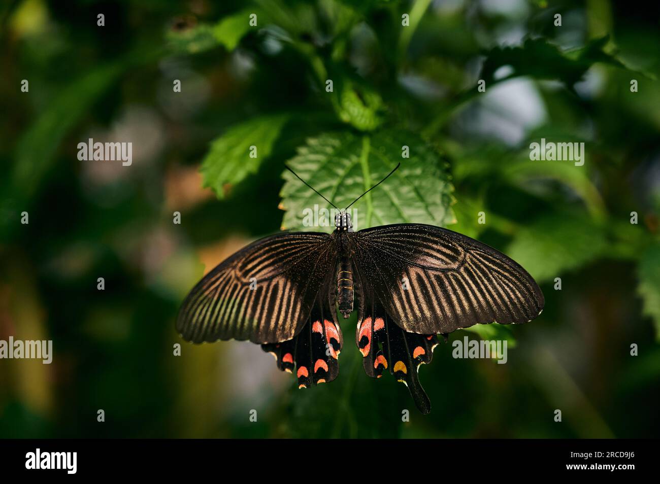 Fragile butterfly on green plant in garden Stock Photo