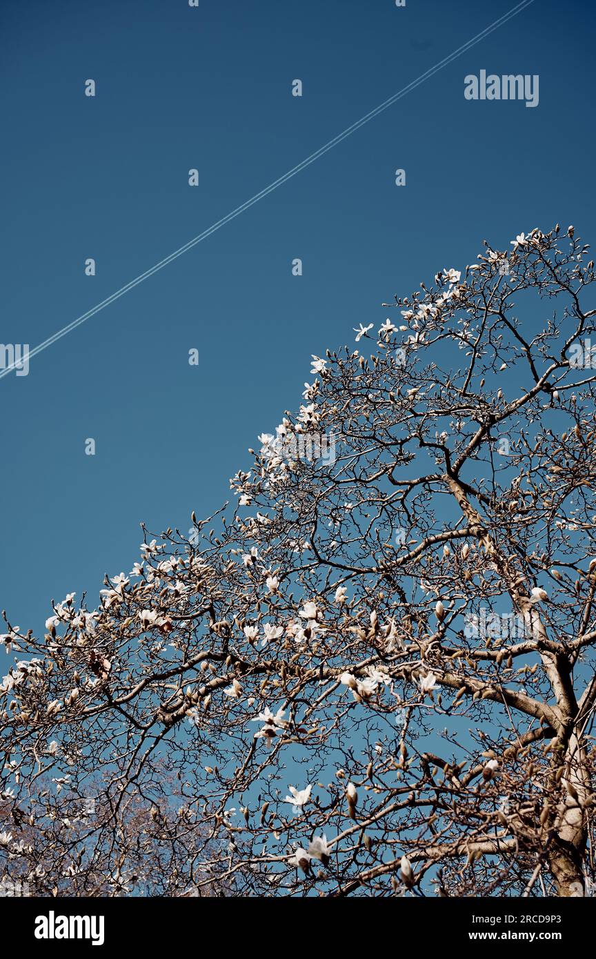 Blooming branches against blue sky hi-res stock photography and images ...