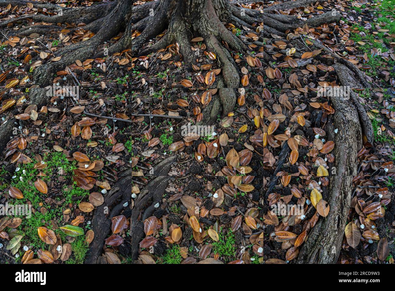 Magnolia Tree (collage), Cairo, Illinois Stock Photo