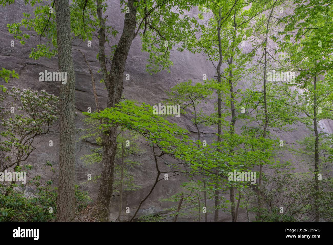 Forest, Stone Mountain Park, Georgia Stock Photo - Alamy