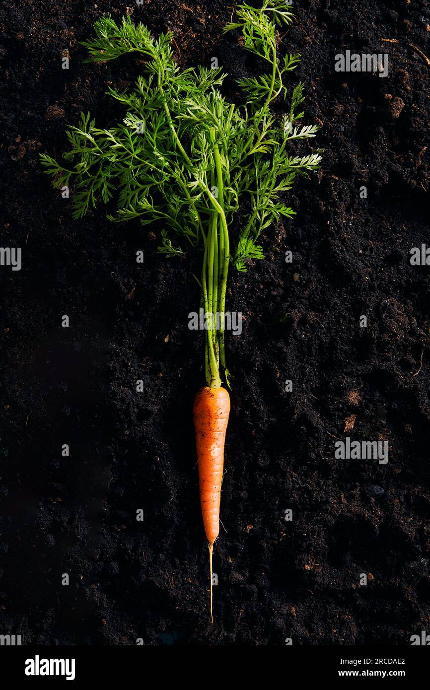 Carrot greens hi-res stock photography and images - Alamy