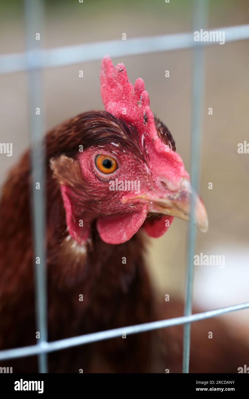 Close up of a rooster in a metal cage. Stock Photo