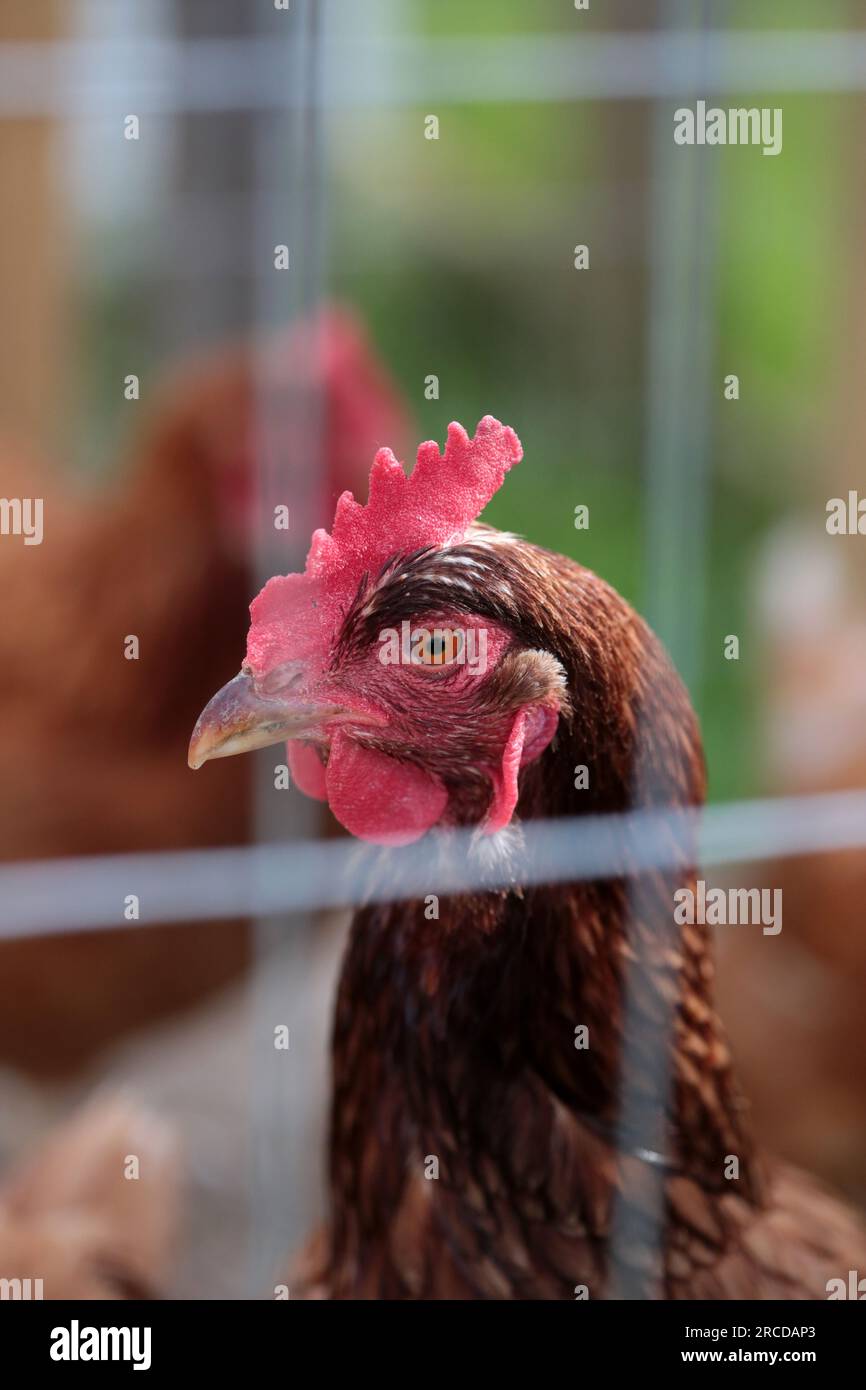 Close up of a rooster in a cage. Stock Photo