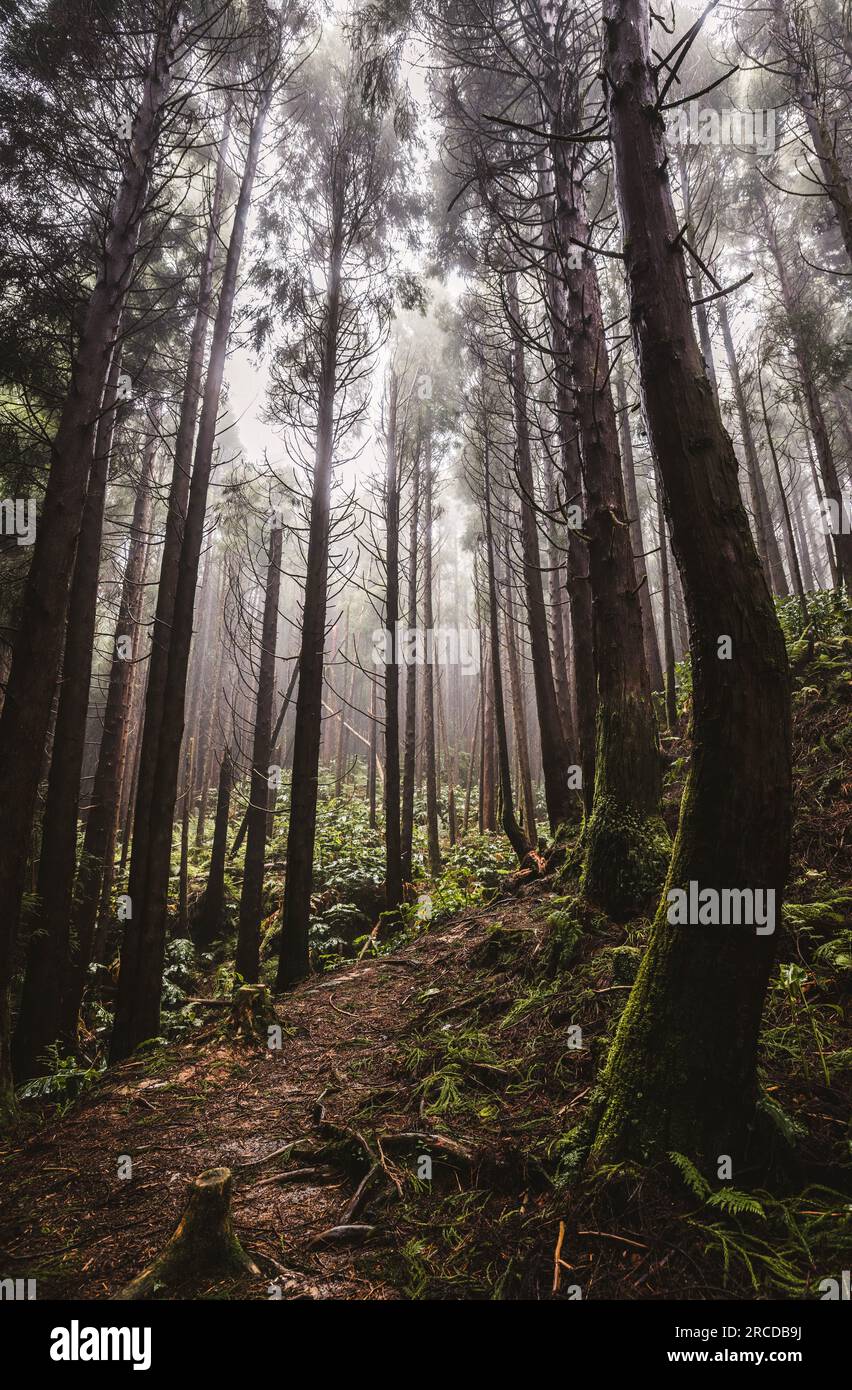 Misty foggy forest of tall straight trees, Azores Islands Stock Photo