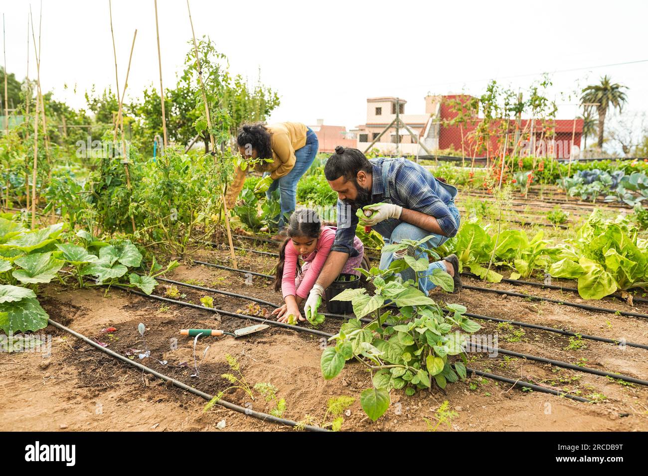 Indian family picking up organic vegetables from house garden outdoor ...