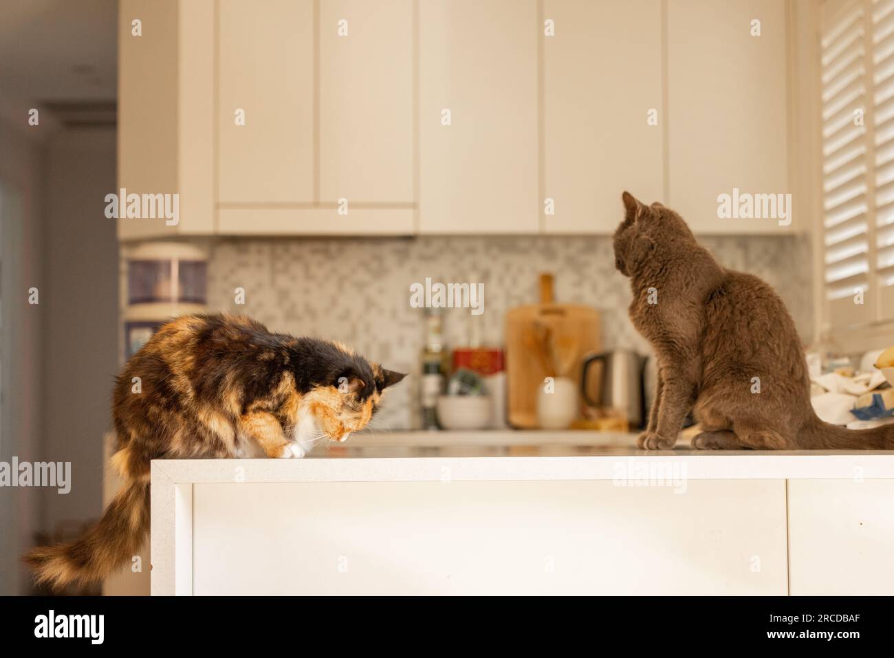 Two indoor cats sitting on kitchen counter waiting to be fed their dinner Stock Photo Alamy