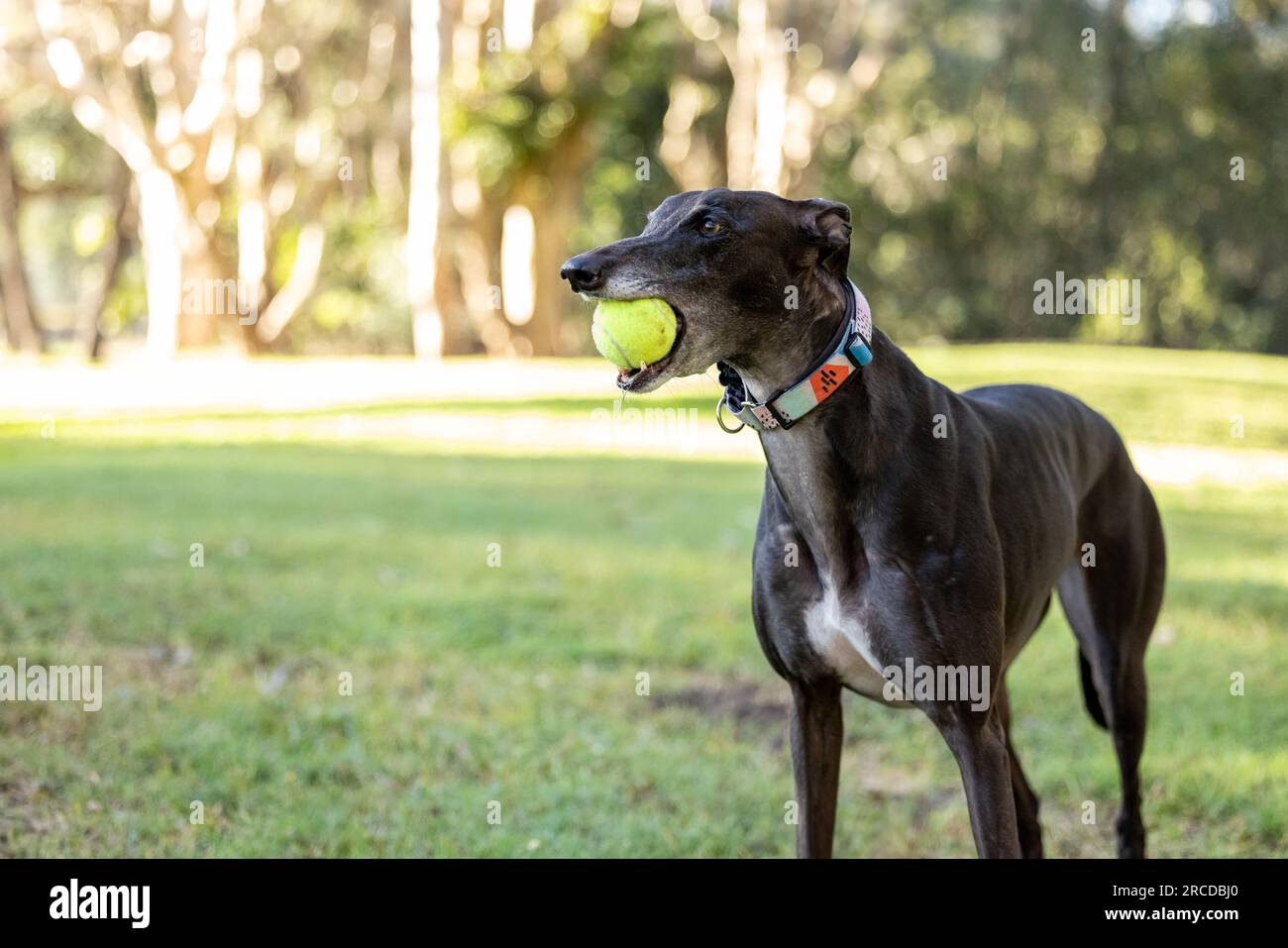 Holding tennis ball in mouth hi-res stock photography and images - Alamy