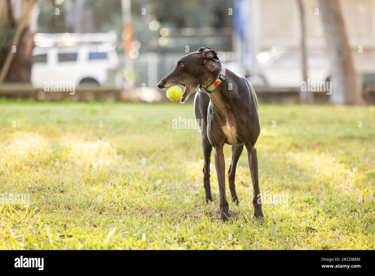 Holding tennis ball in mouth hi-res stock photography and images - Alamy