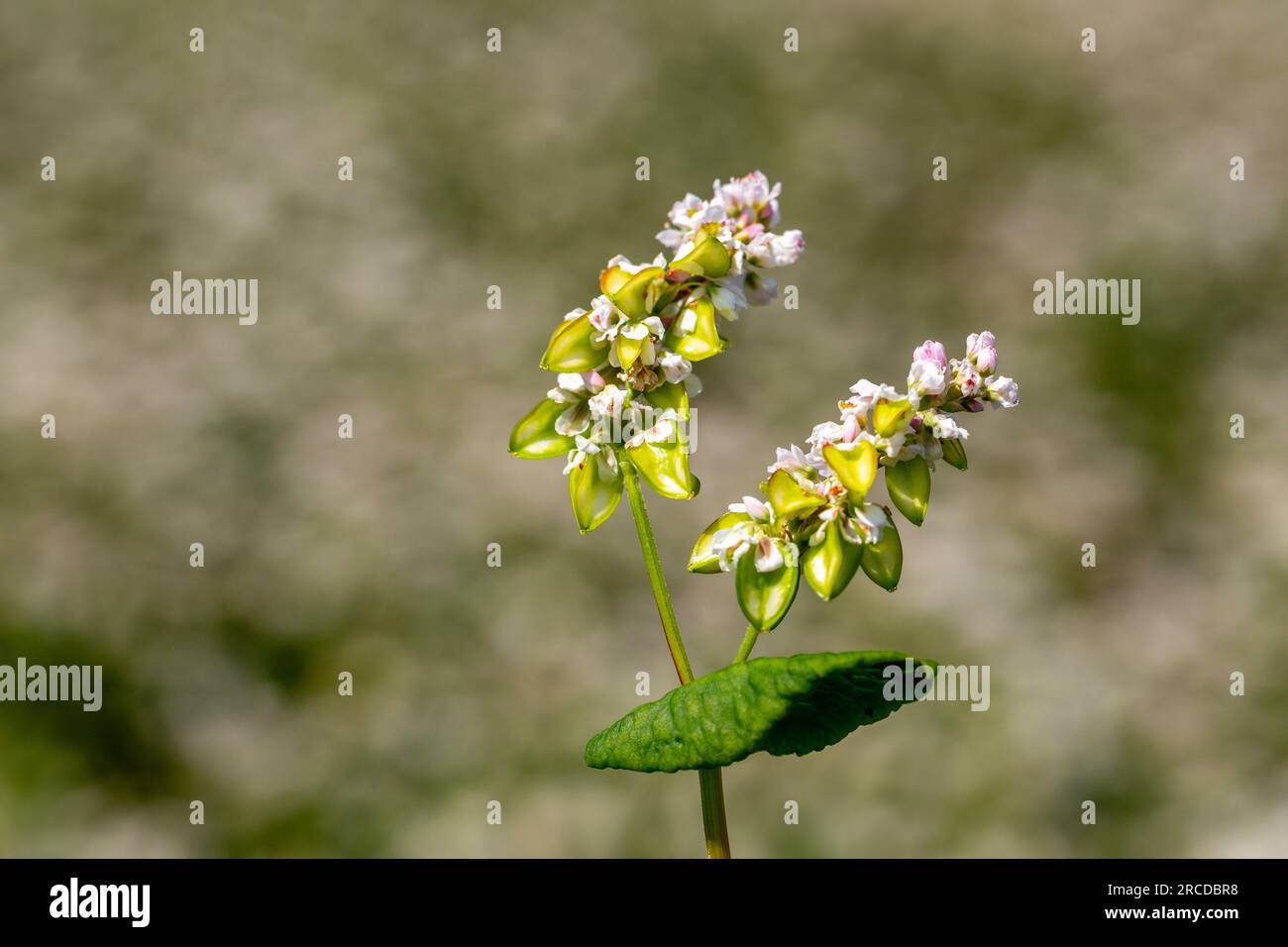 Buckwheat macro with white flowers. Fagopyrum esculentum Stock Photo