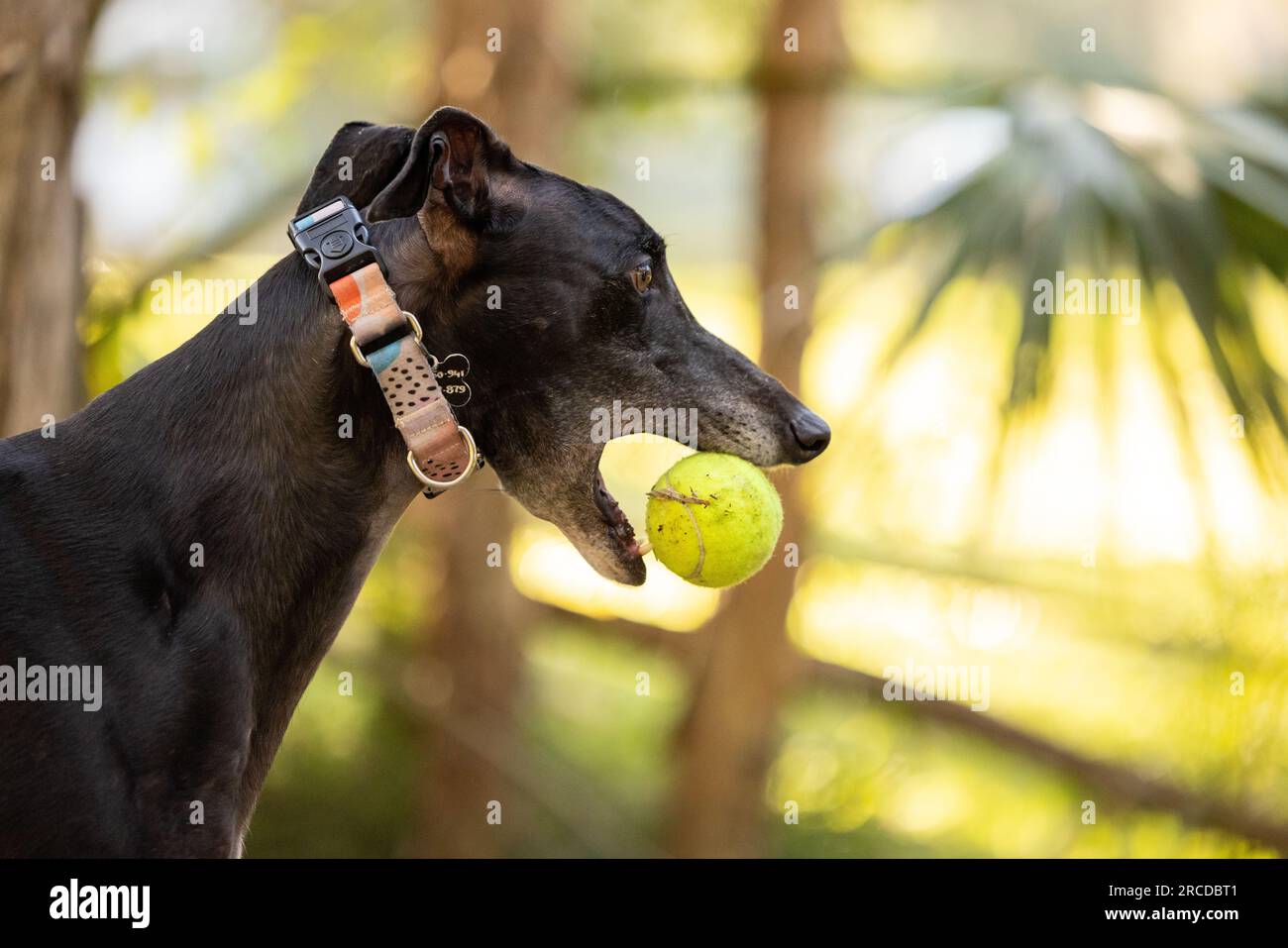 Holding tennis ball in mouth hi-res stock photography and images - Alamy