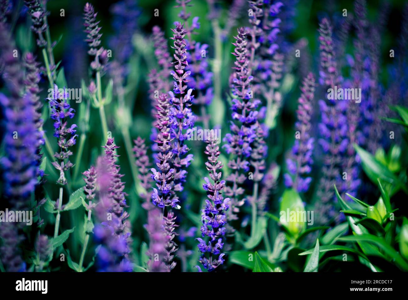 Lupin, a lupin field with purple flowers. Lupin flowers. Beautiful