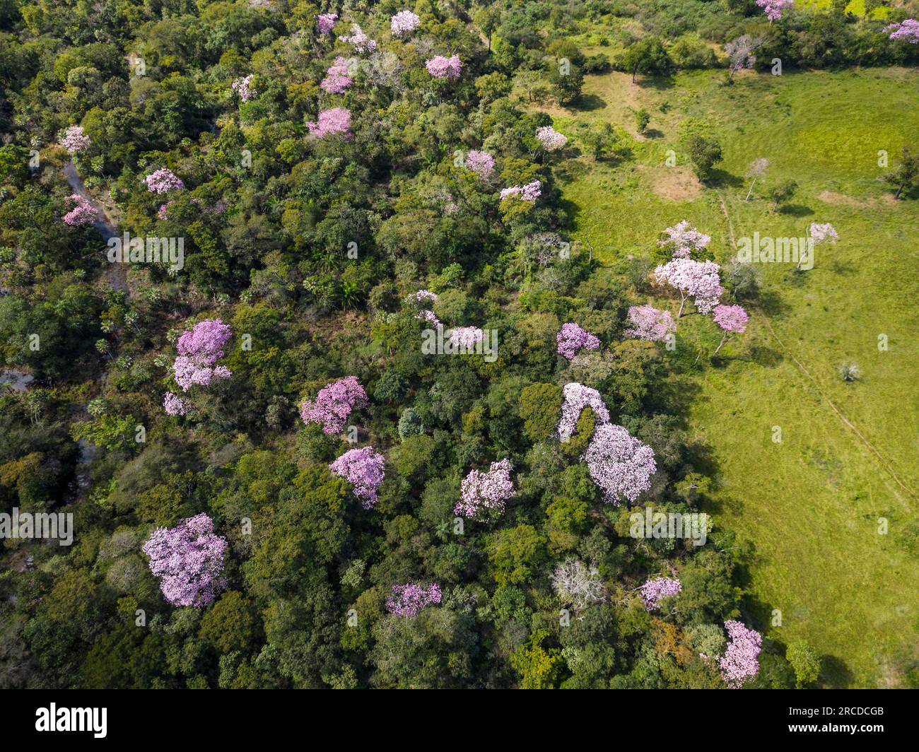 Beautiful aerial view to green vegetation and pink trumpet trees Stock Photo