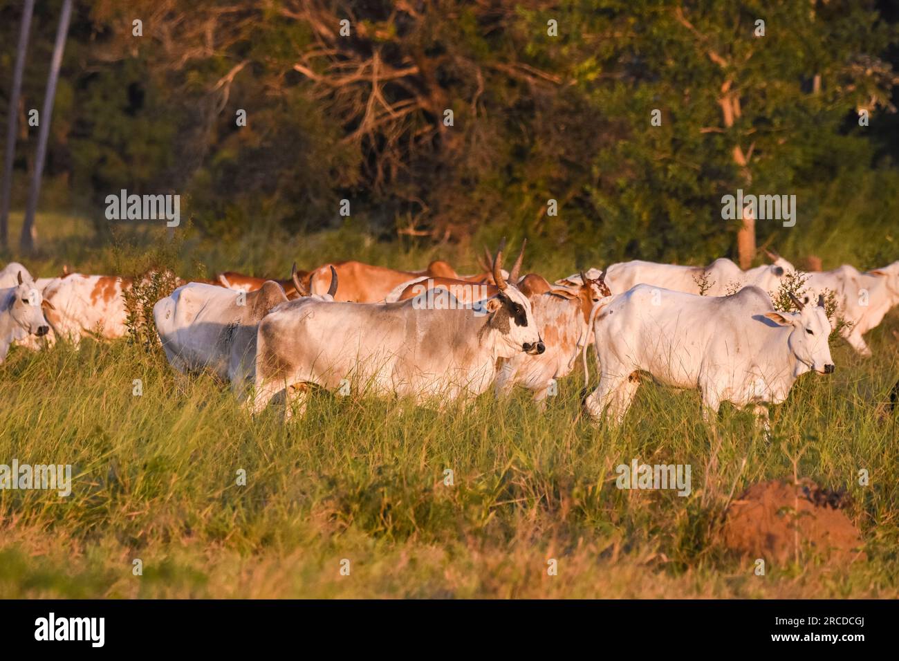 Corumbá MS cavalos cavalos pantaneiro fazenda fazenda no Pantanal Criação  de cavalos Pantaneiro Corumbá Mato Grosso do Sul Brasil Centro oeste Stock  Photo - Alamy