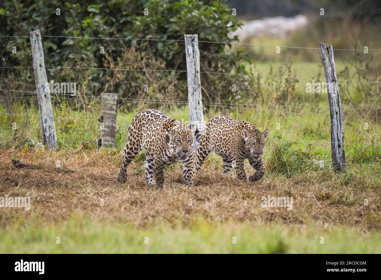 Beautiful view to wild jaguar with cub walking on field in Pantanal Stock Photo