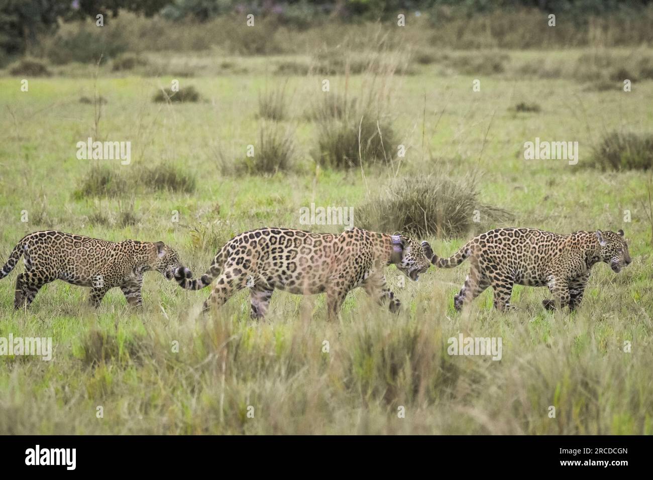 Beautiful view to wild jaguar with two cubs walking on Pantanal field Stock Photo