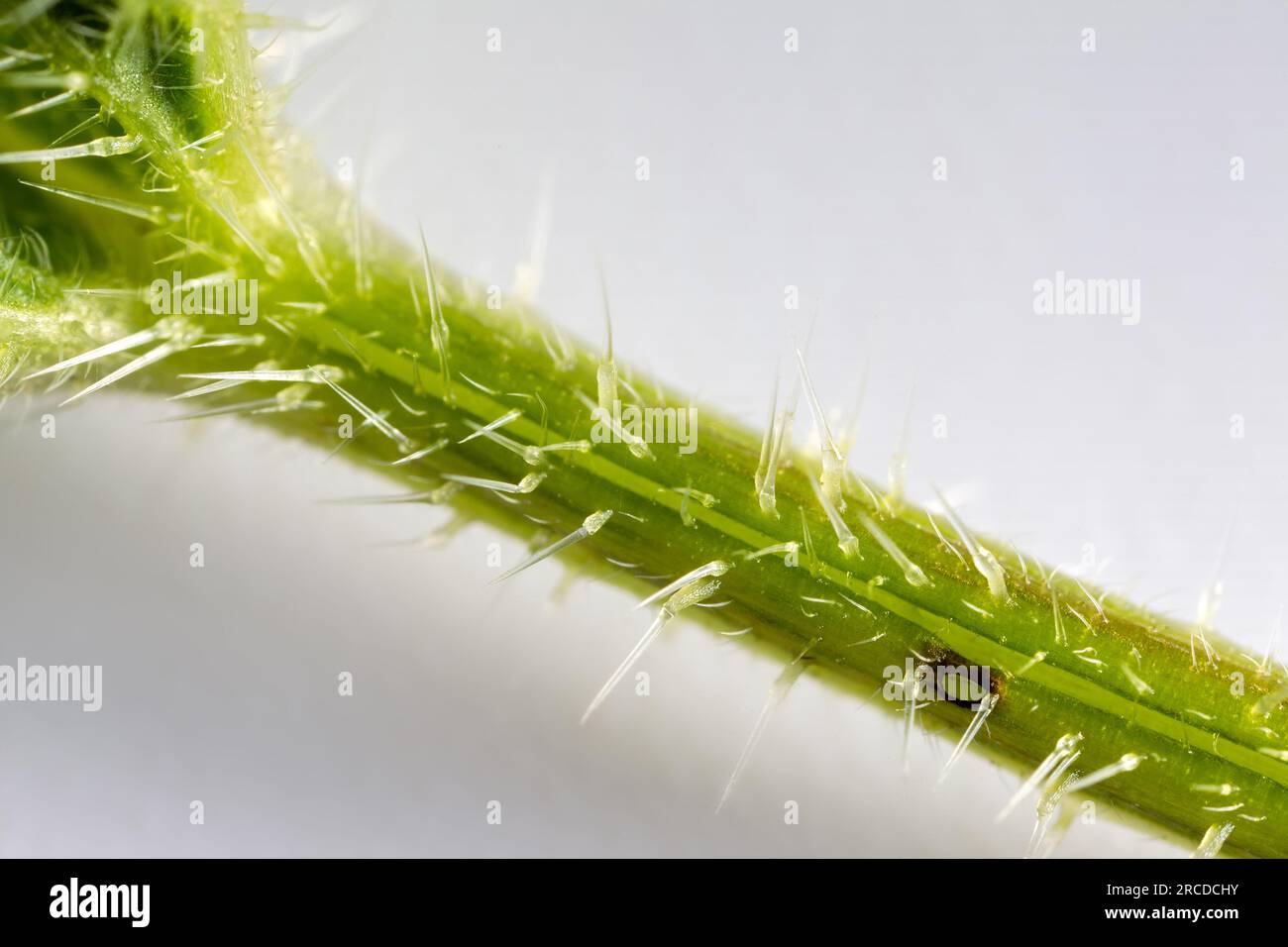 Urticating hair (stimulus, cnida) of nettle. Visible glandular
