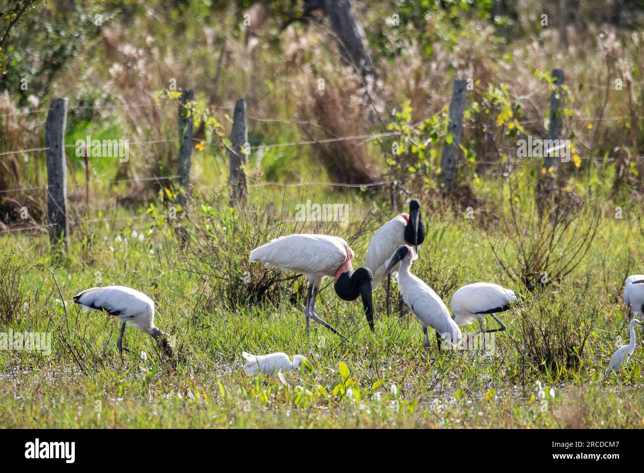 Beautiful view to group of white big birds feeding on small lake Stock Photo