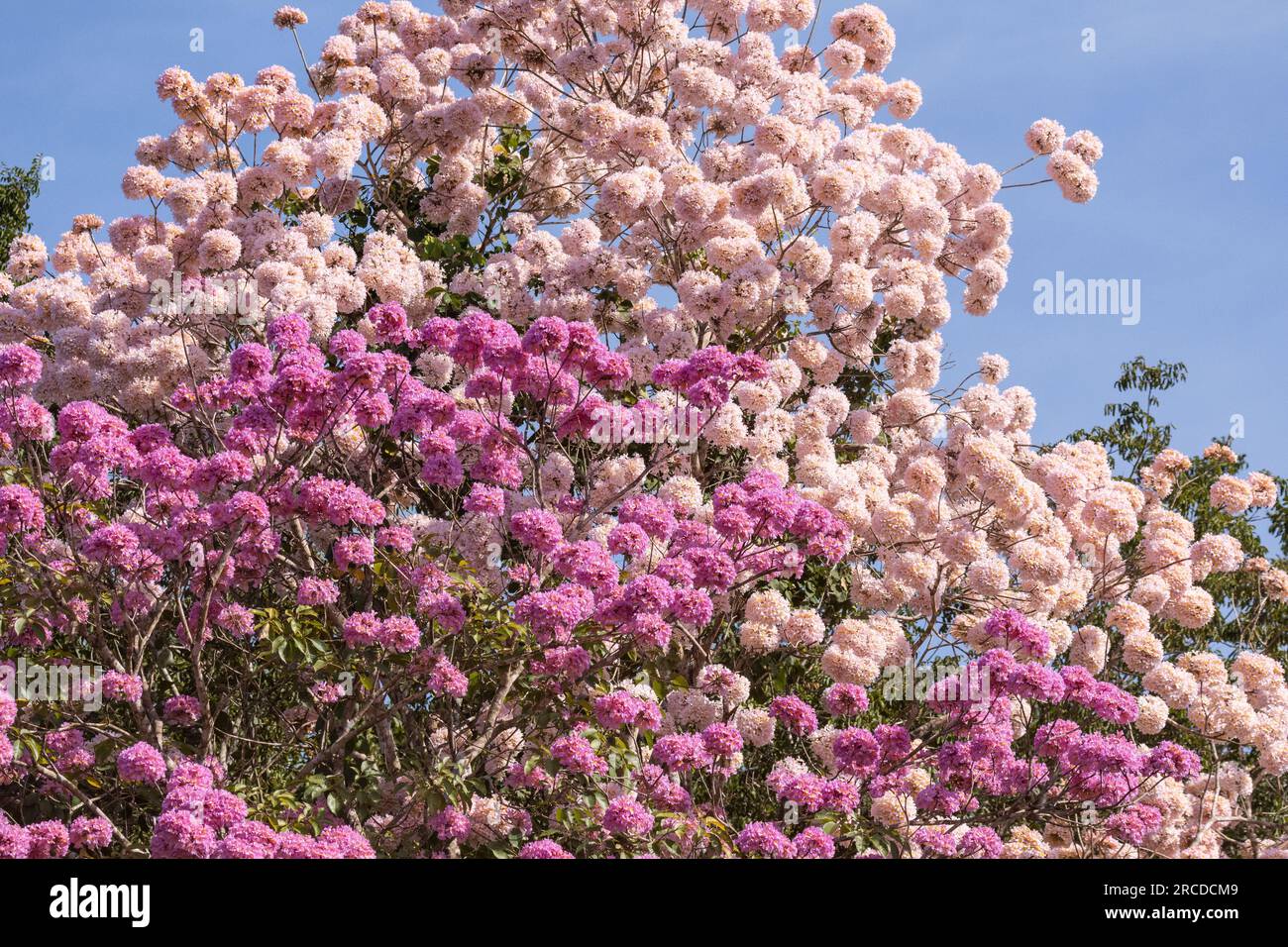 Beautiful view to pink trumpet trees flowering in the Pantanal Stock Photo